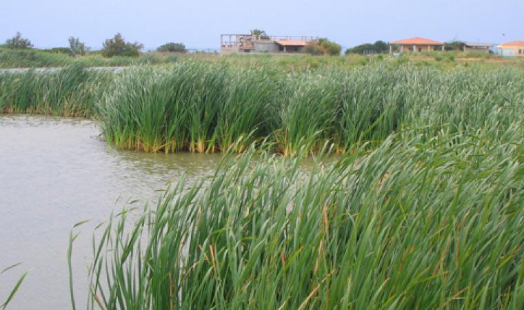 Notteri, stagno - Villasimius